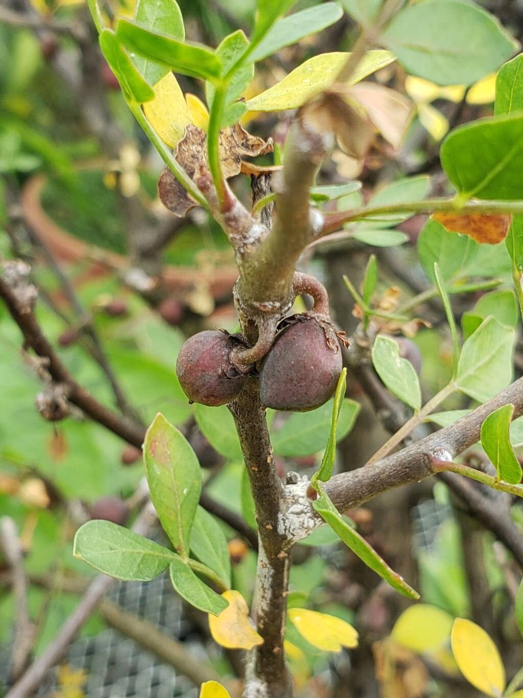 Commiphora gileadensis fruit