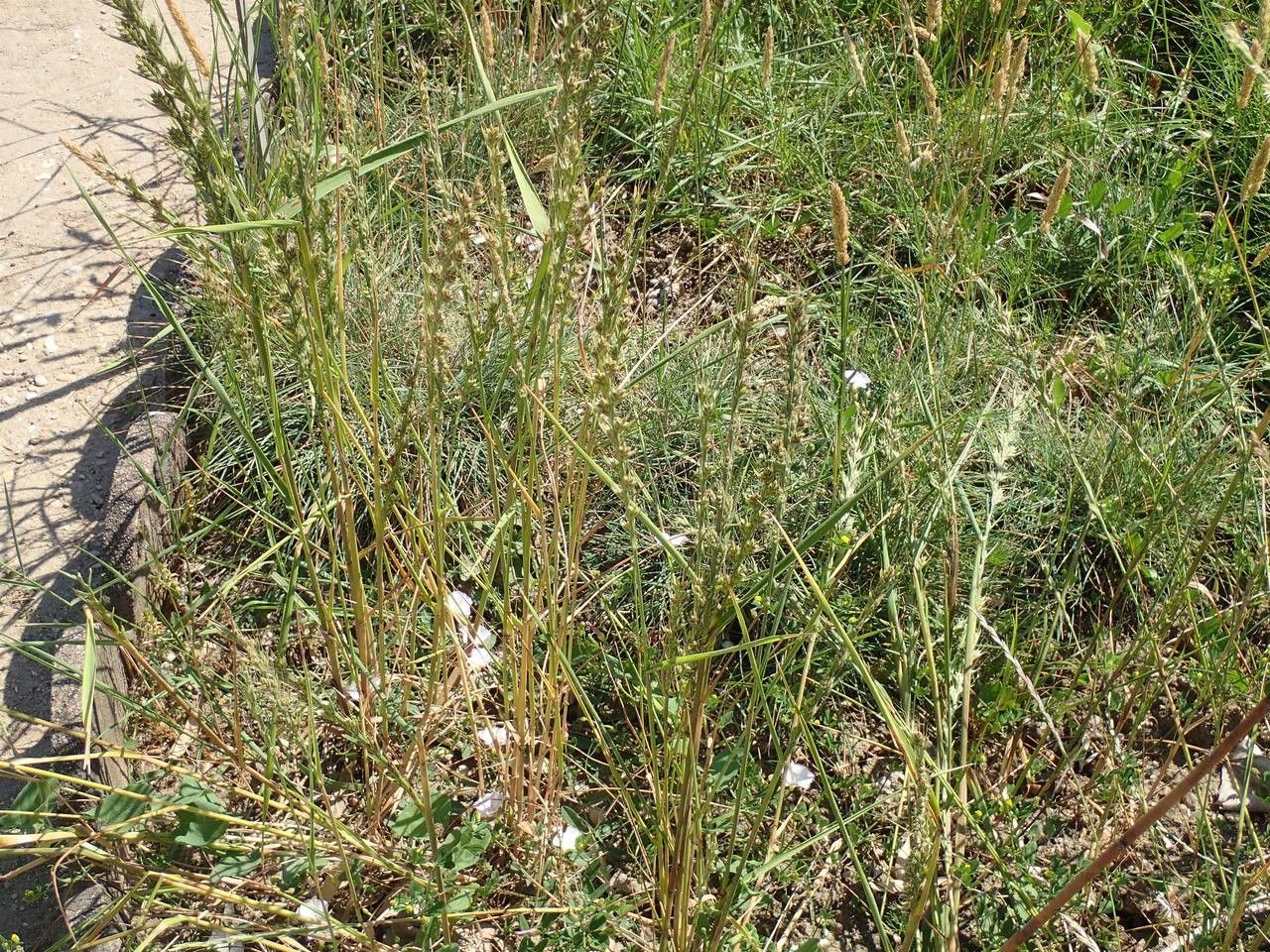 Lolium temulentum habit