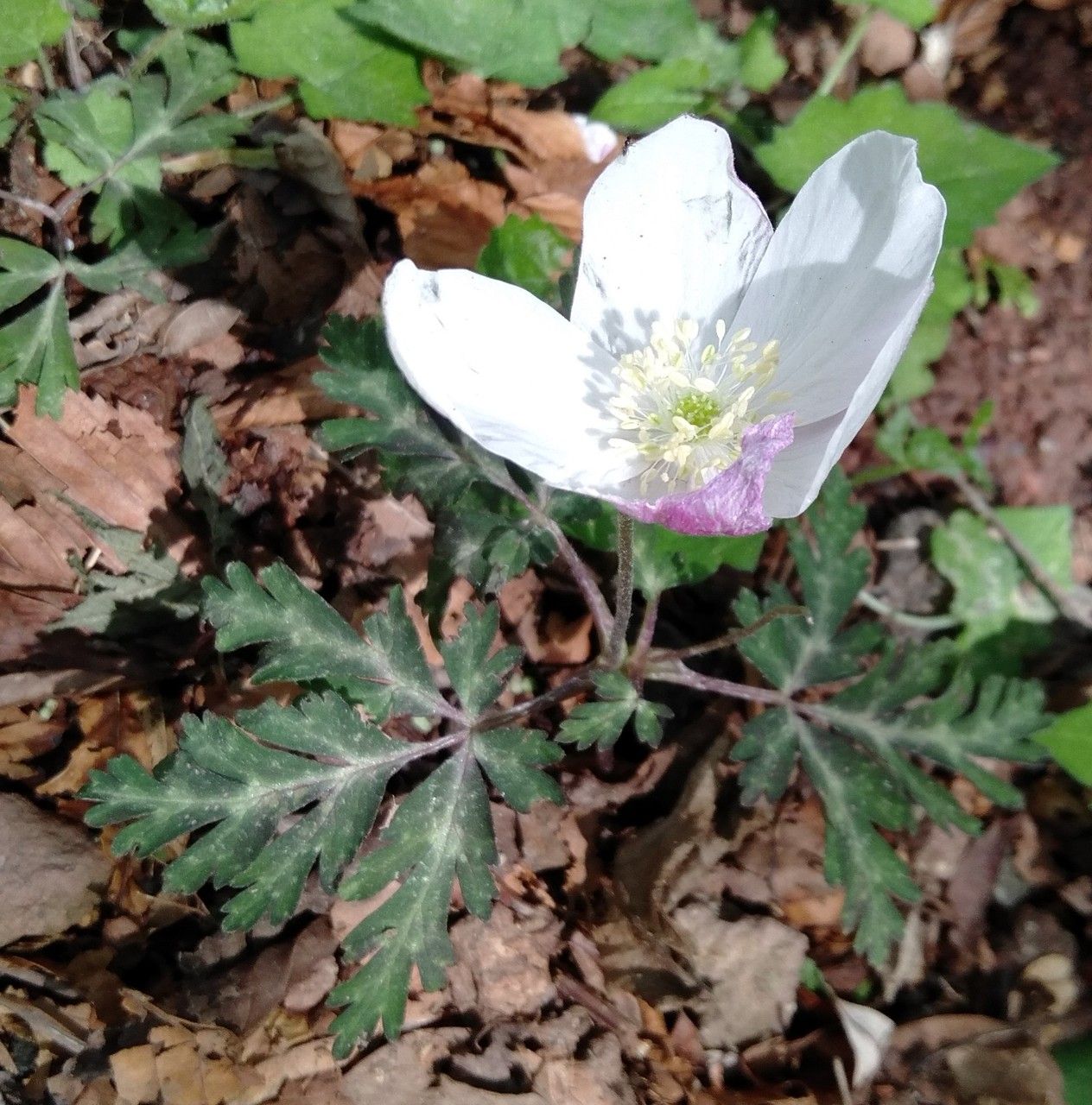 Anemone nikoensis — houseplant care guide