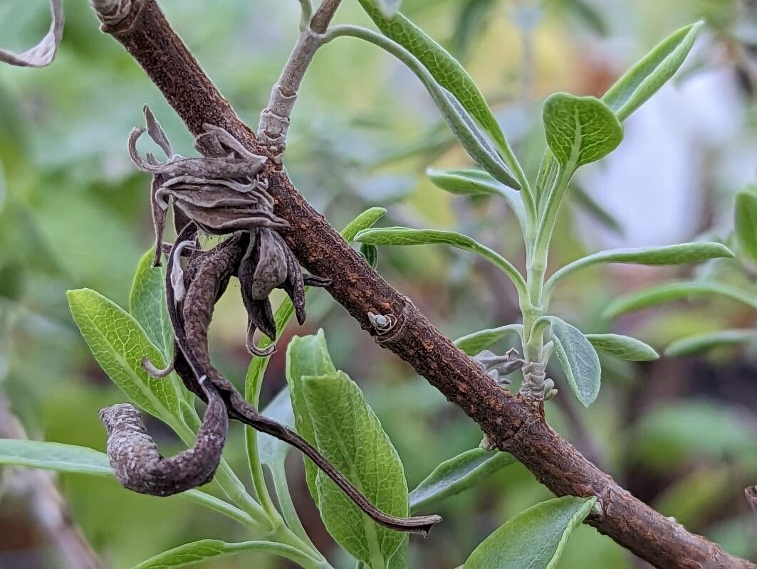 Salvia lanceolata bark