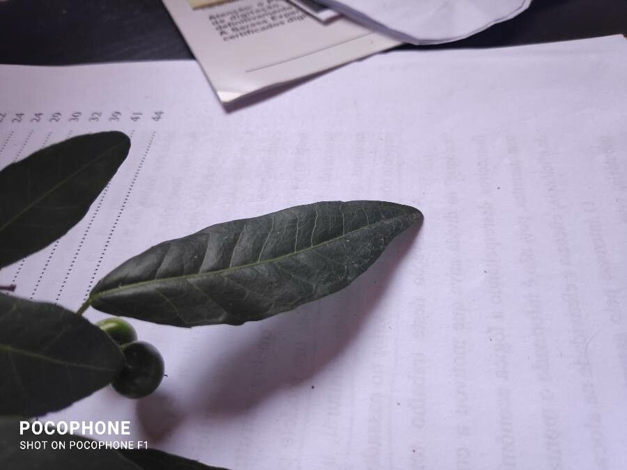 Solanum pabstii — houseplant care guide