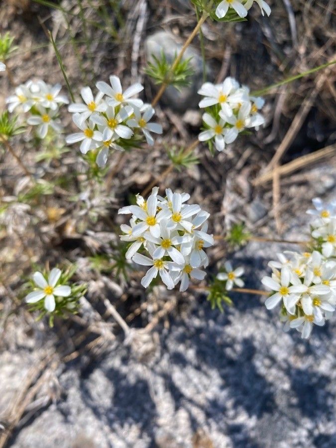 Leptosiphon nuttallii — search result for 'Phlox'