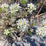 Leptosiphon nuttallii