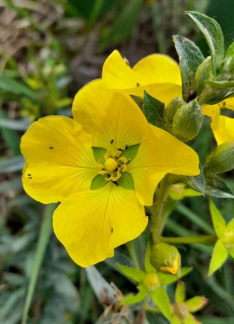 Ludwigia sericea flower