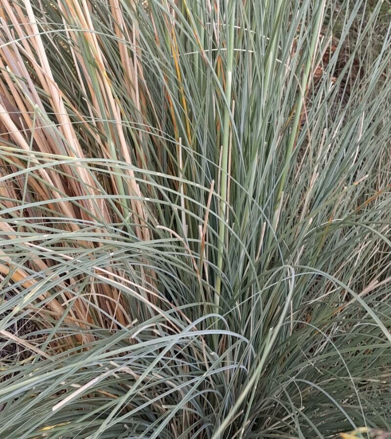 Cortaderia speciosa — search result for 'Cortaderia'