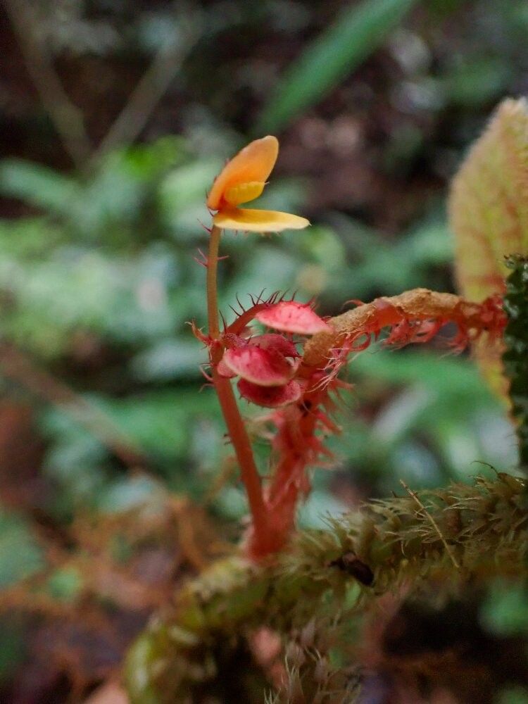 Begonia susaniae — houseplant care guide