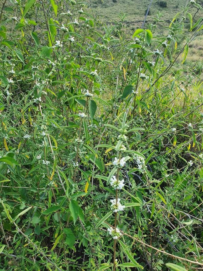 Leucas jamesii habit