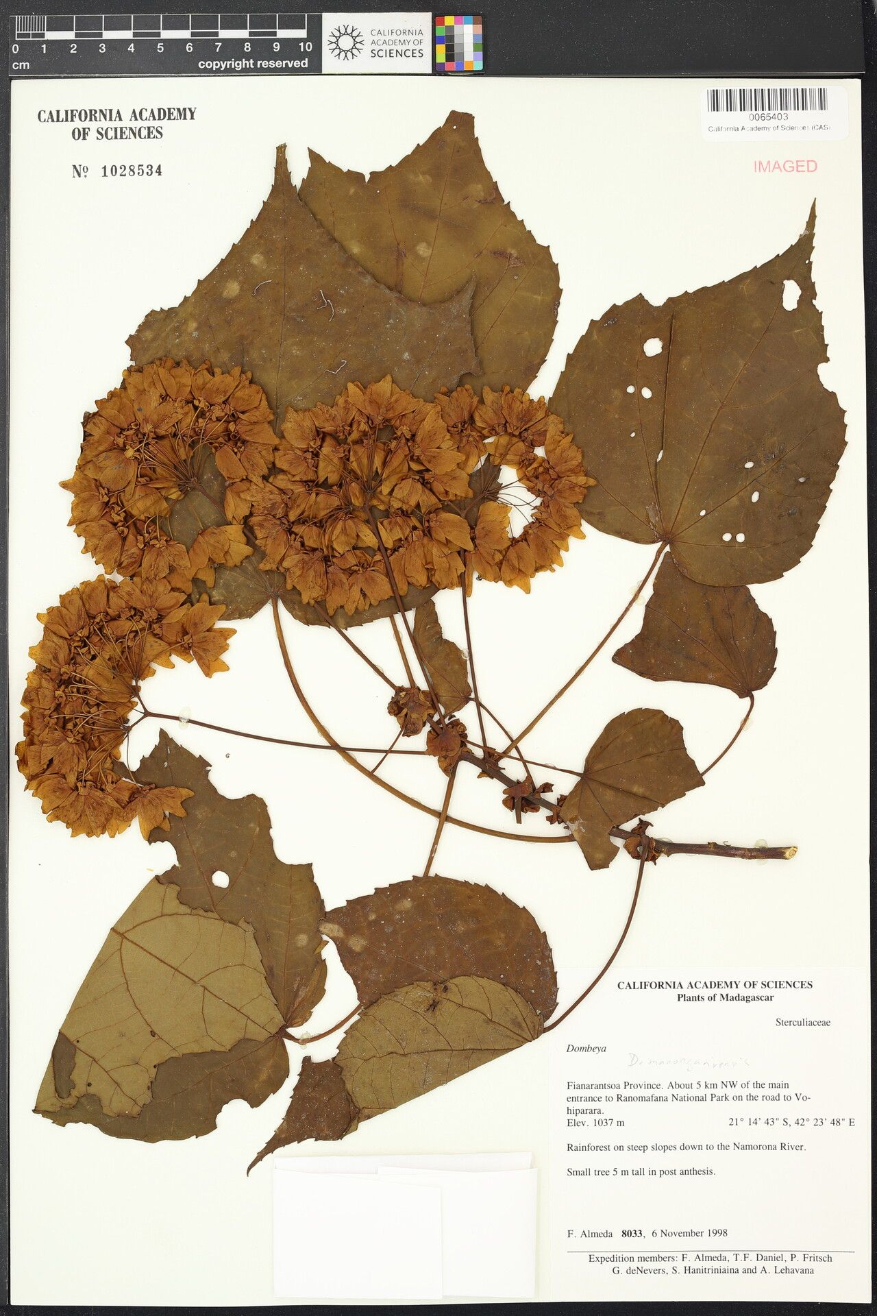 Dombeya manongarivensis — houseplant care guide