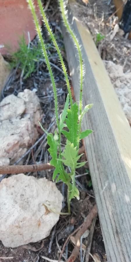 Papaver pinnatifidum — search result for 'Papaver'