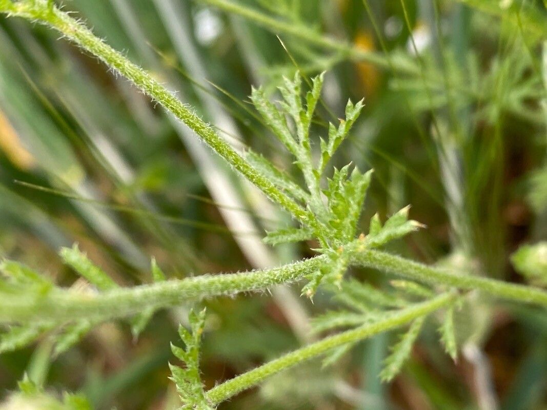 Anthemis austriaca — related species from the same genus