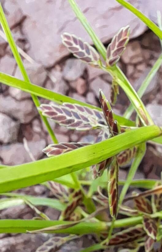 Pycreus bipartitus — houseplant care guide