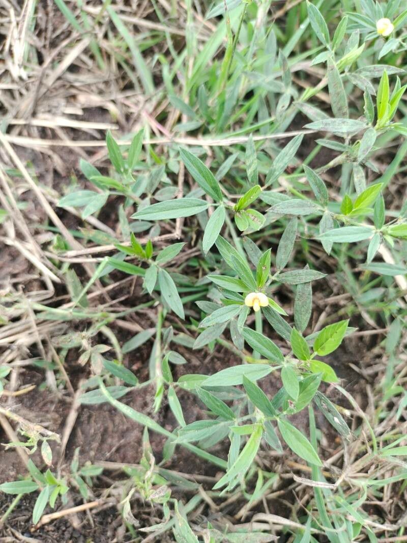 Stylosanthes humilis — soil improver houseplant