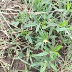 Stylosanthes humilis