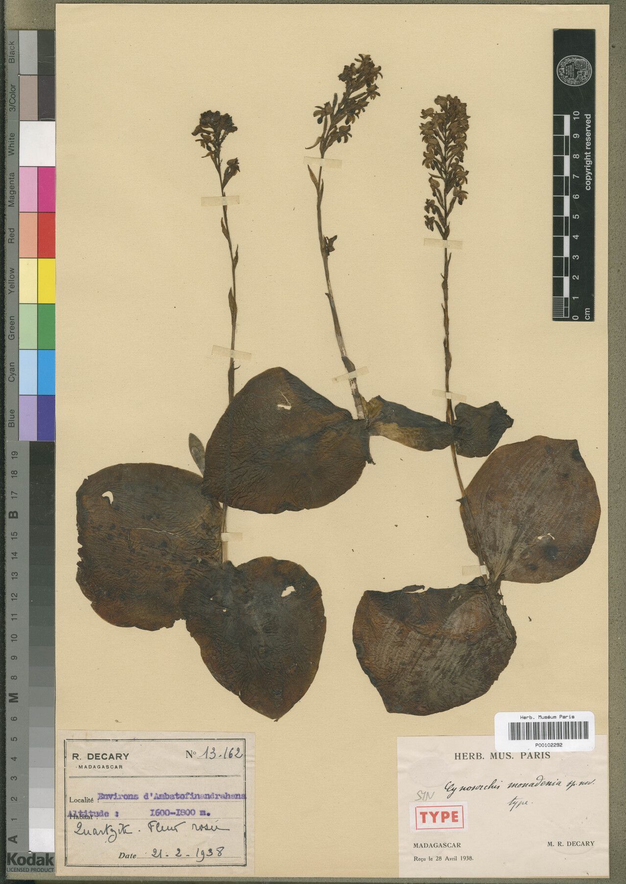 Cynorkis monadenia — houseplant care guide