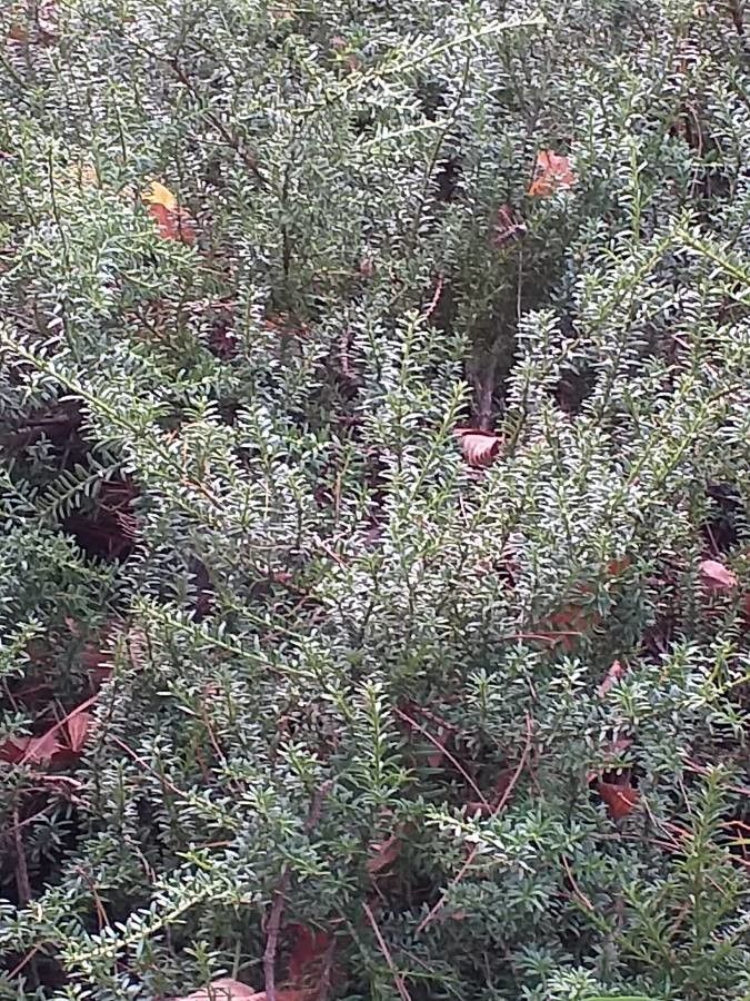 Podocarpus nivalis habit