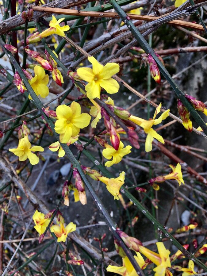 Jasminum nudiflorum flower