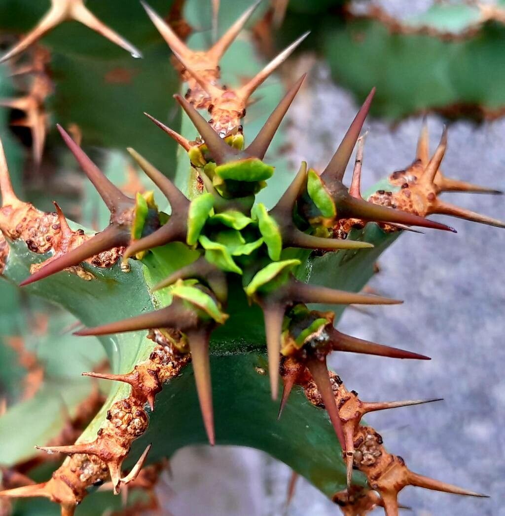Euphorbia tortirama leaf