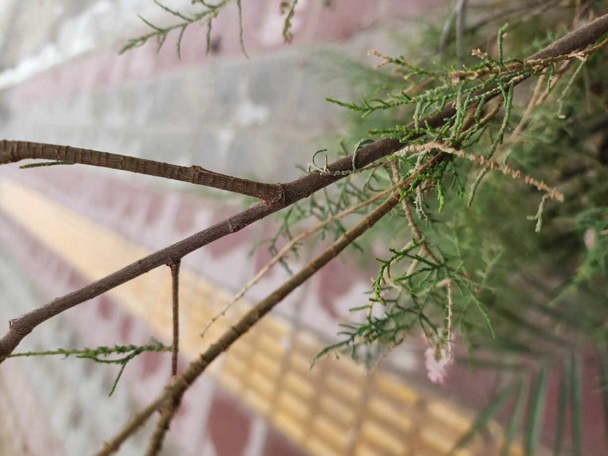 Tamarix passerinoides bark