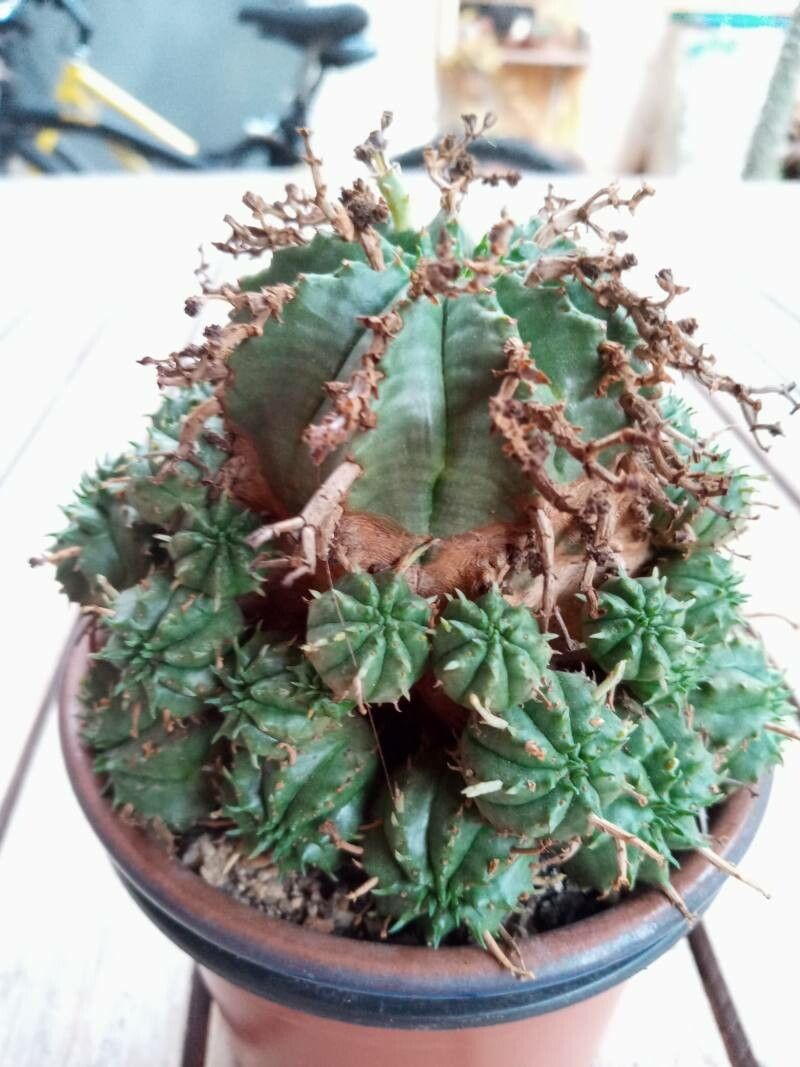 Euphorbia pulvinata bark