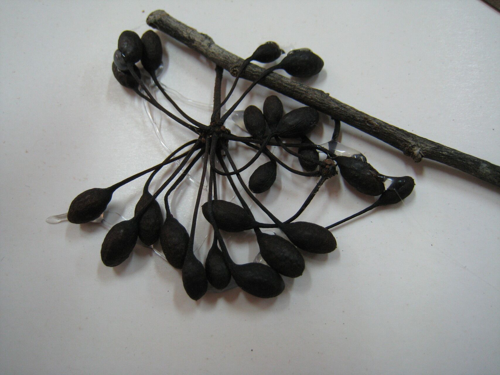 Guatteria liesneri — houseplant care guide