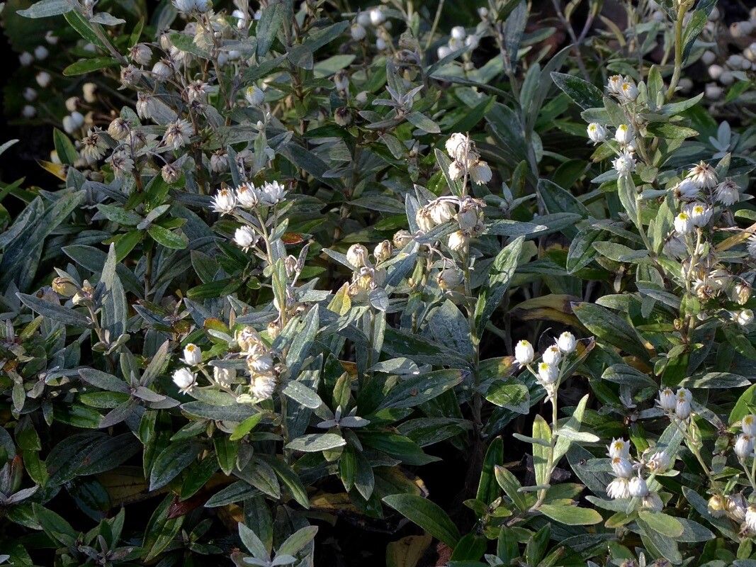 Anaphalis triplinervis leaf