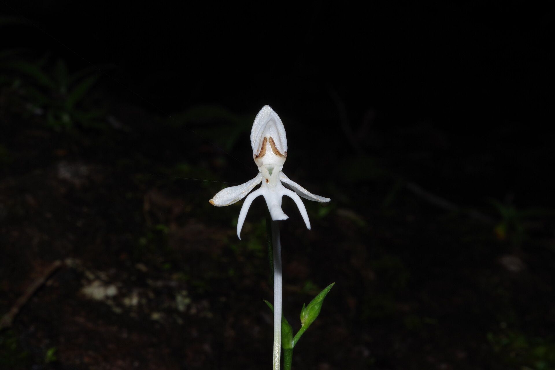 Habenaria weileriana — houseplant care guide