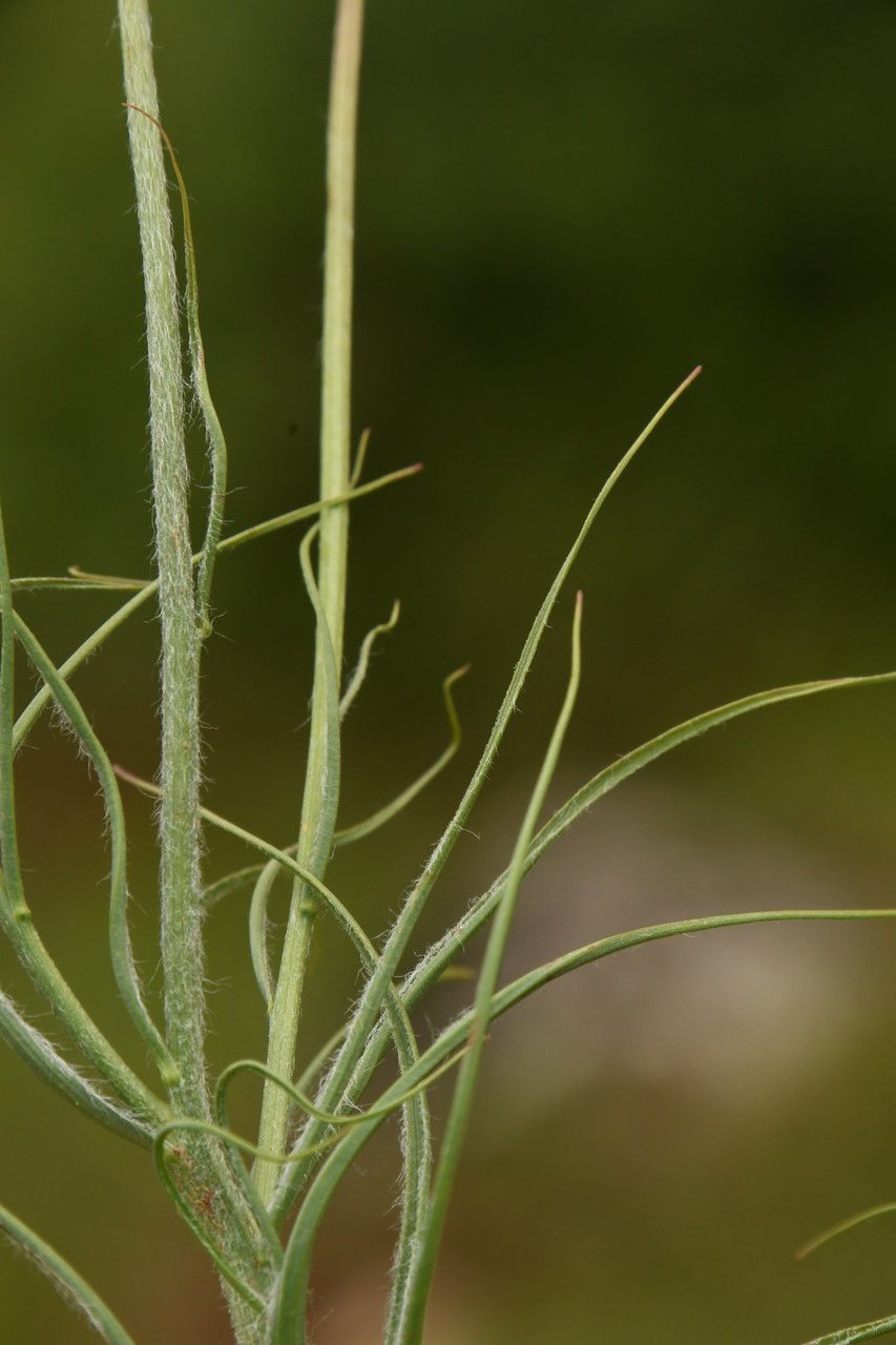 Scorzonera hirsuta leaf