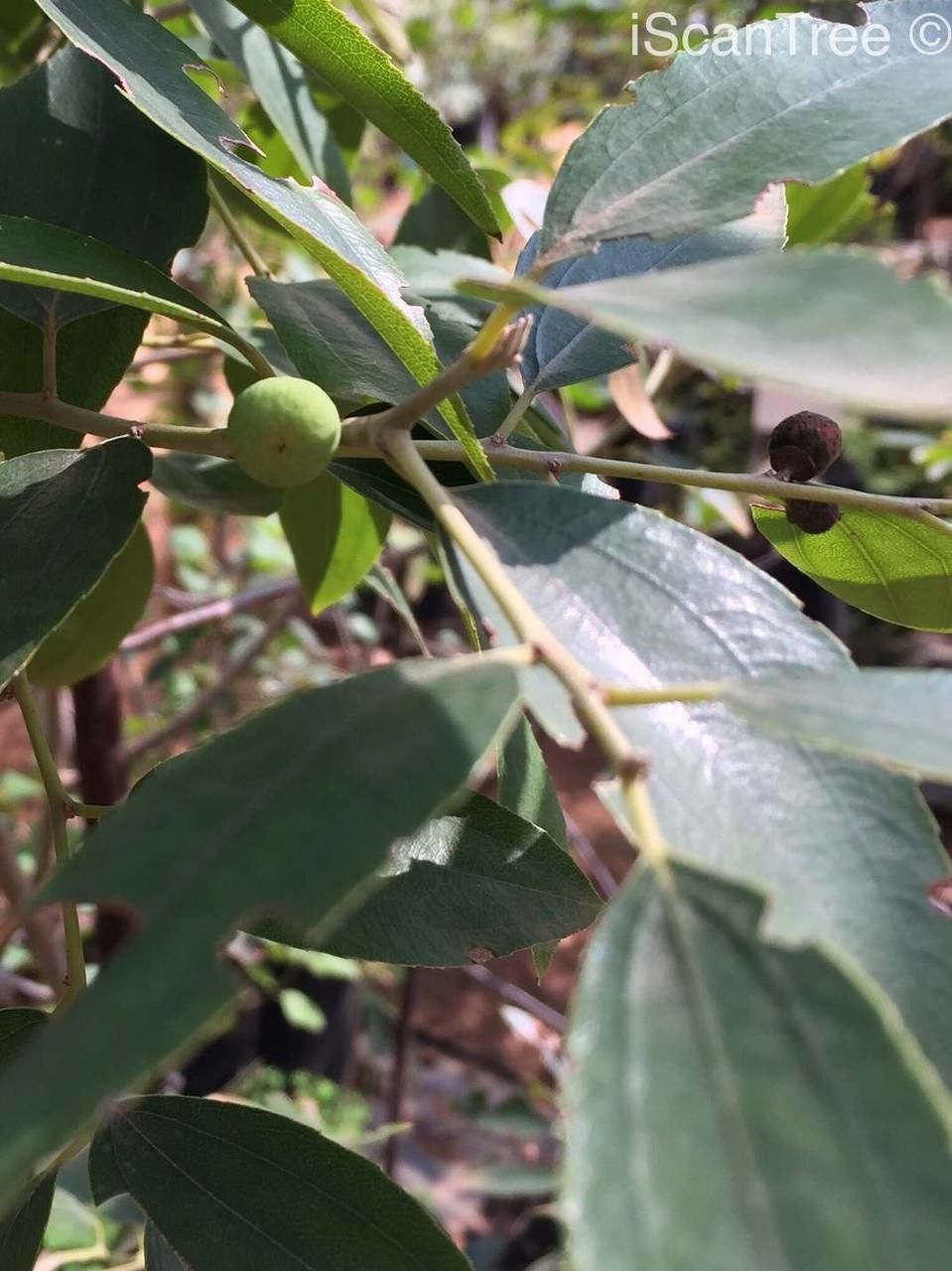 Ziziphus rivularis — search result for 'Ziziphus'