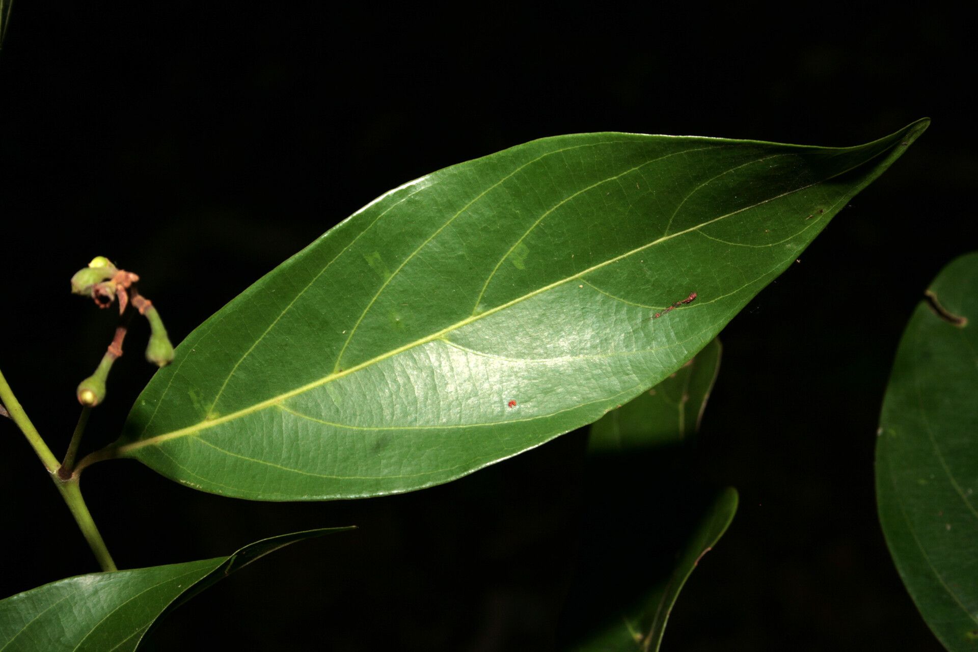 Nectandra amazonum leaf