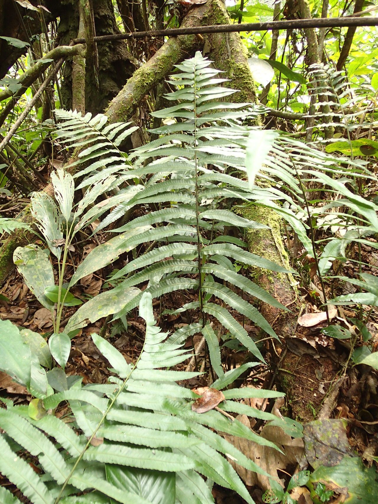 Diplazium sammatii habit