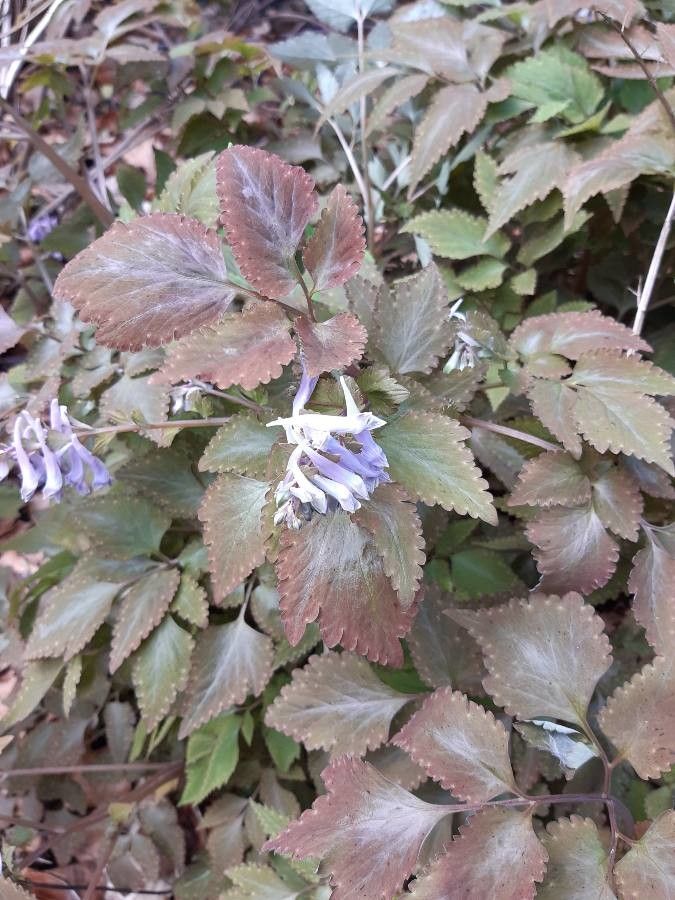 Isodon umbrosus — houseplant care guide