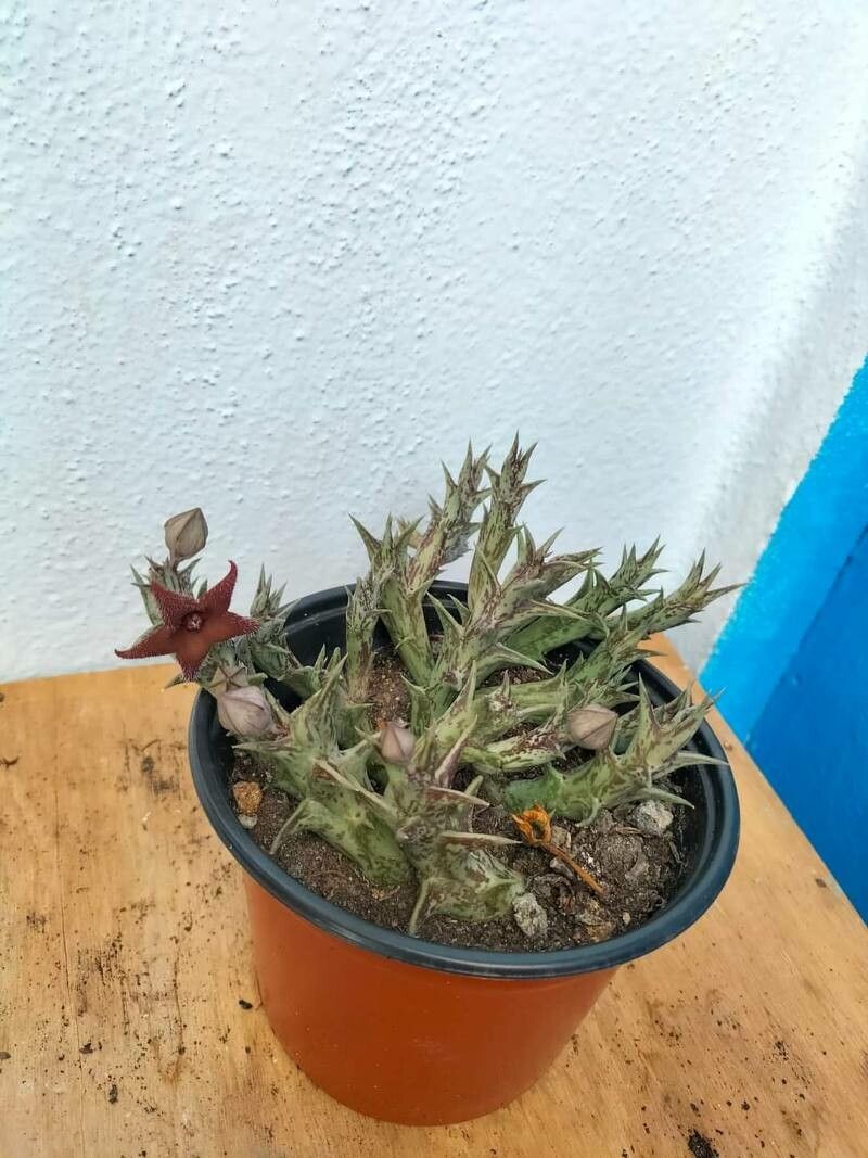 Pachycymbium decaisneanum flower