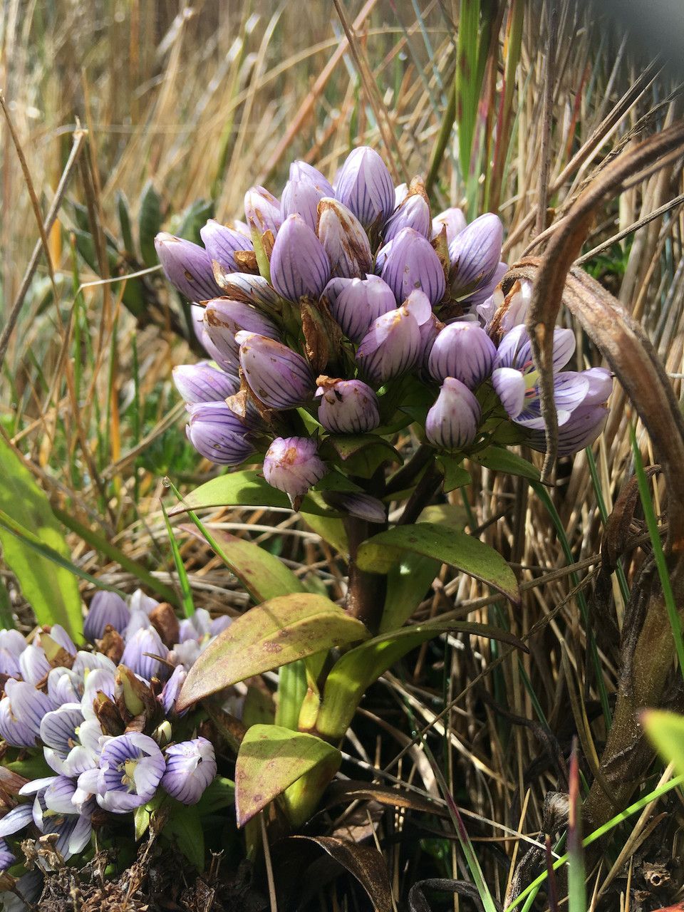 Gentianella selaginifolia habit