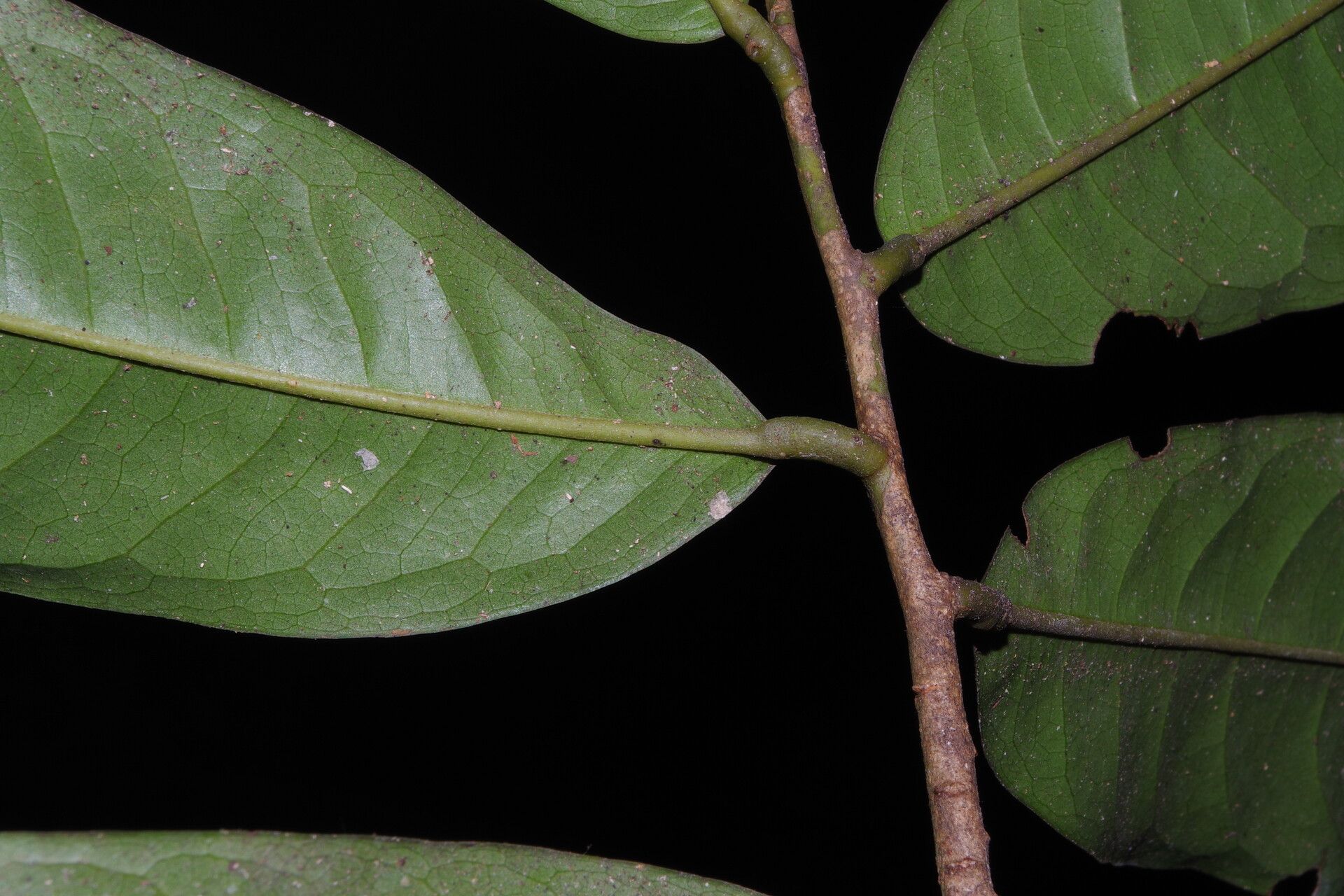 Uvariodendron molundense — search result for 'Uvariodendron'