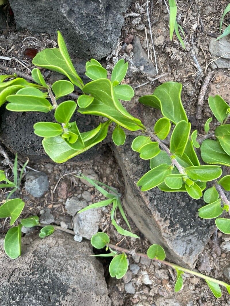 Jacquemontia sandwicensis — houseplant care guide