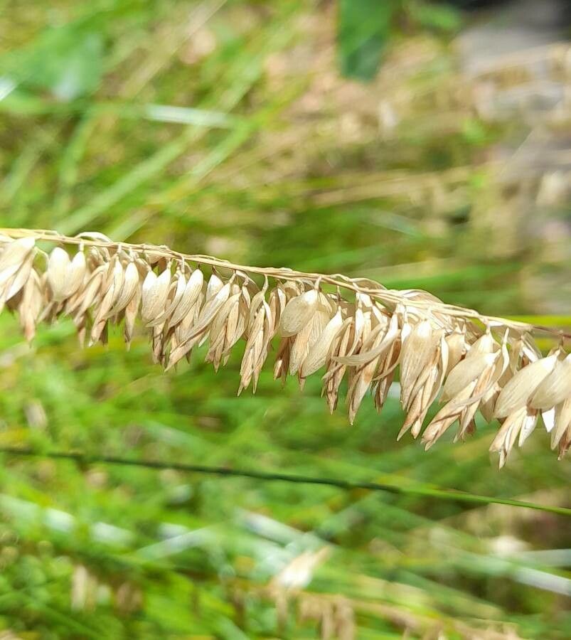 Melica macra fruit