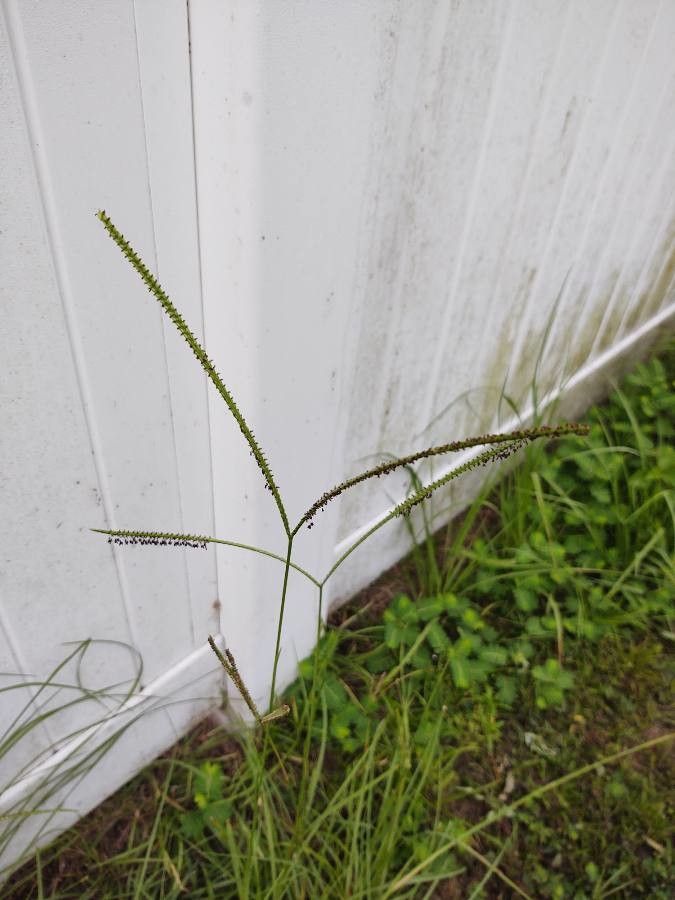 Paspalum notatum fruit