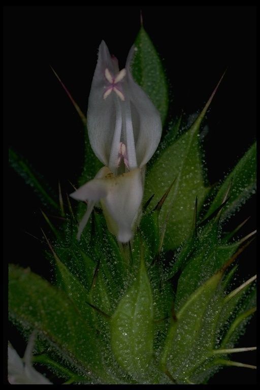 Acanthomintha lanceolata — related species from the same genus