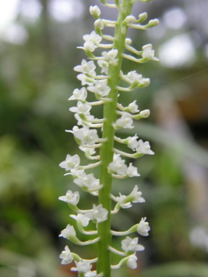 Phreatia micrantha flower