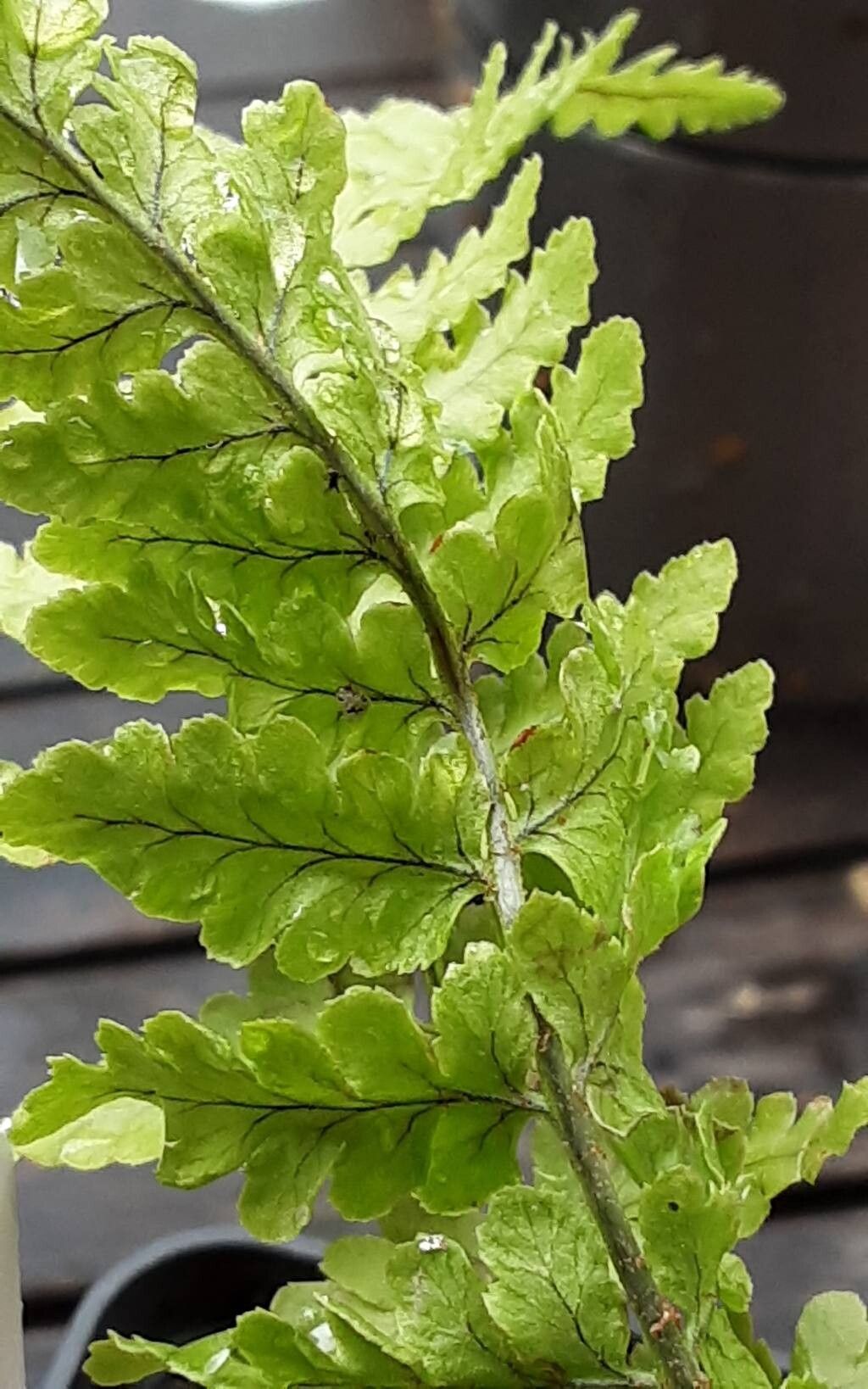 Dryopteris corleyi — search result for 'Dryopteris'