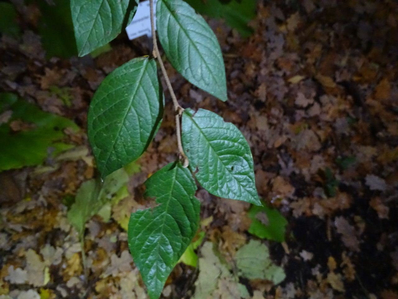 Cotoneaster ogisui — houseplant care guide