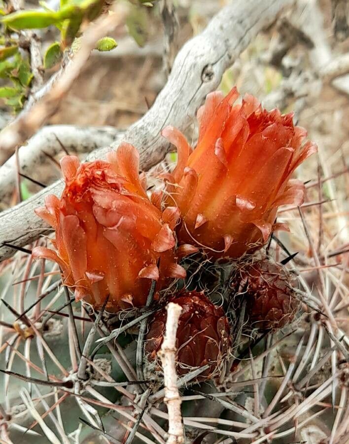 Eriosyce strausiana — houseplant care guide