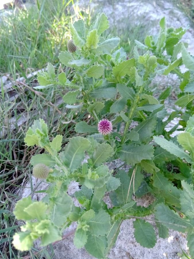 Sphaeranthus indicus leaf