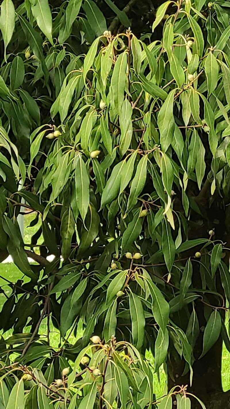 Quercus myrsinifolia leaf