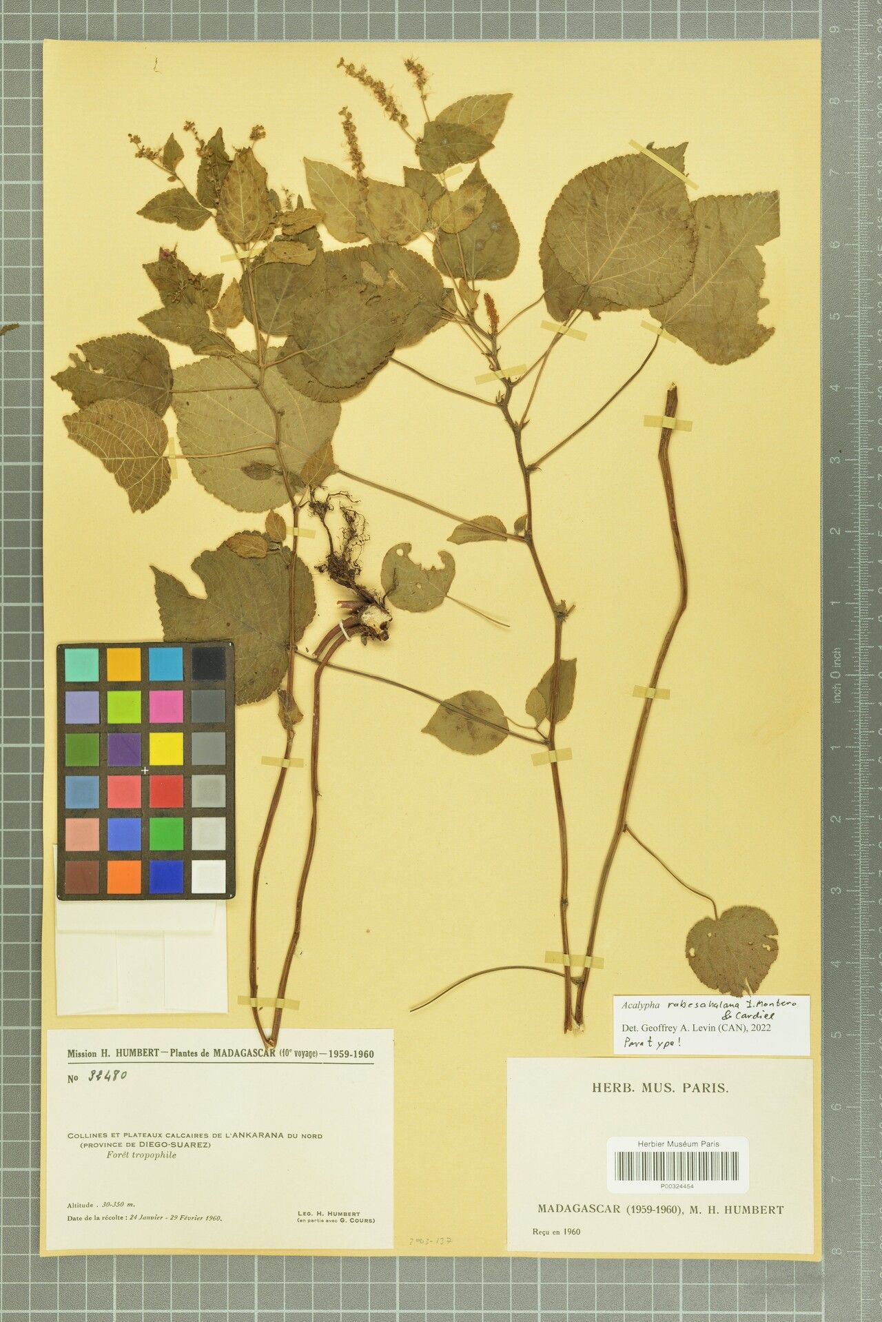 Acalypha rabesahalana — houseplant care guide