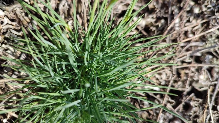 Dianthus arenarius leaf