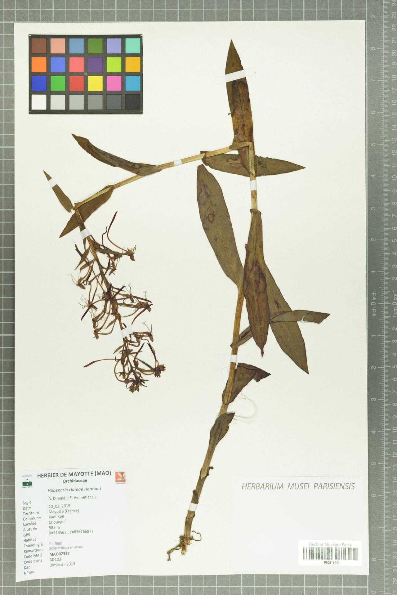 Habenaria clareae — houseplant care guide