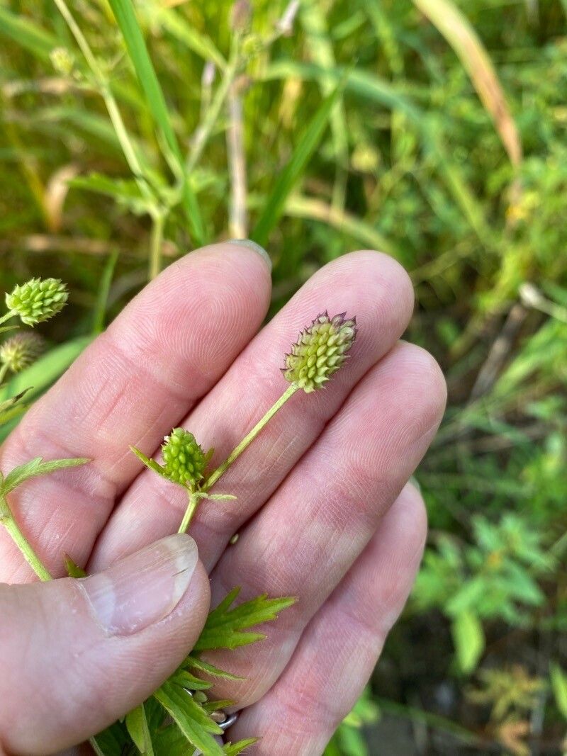 Ranunculus pensylvanicus fruit