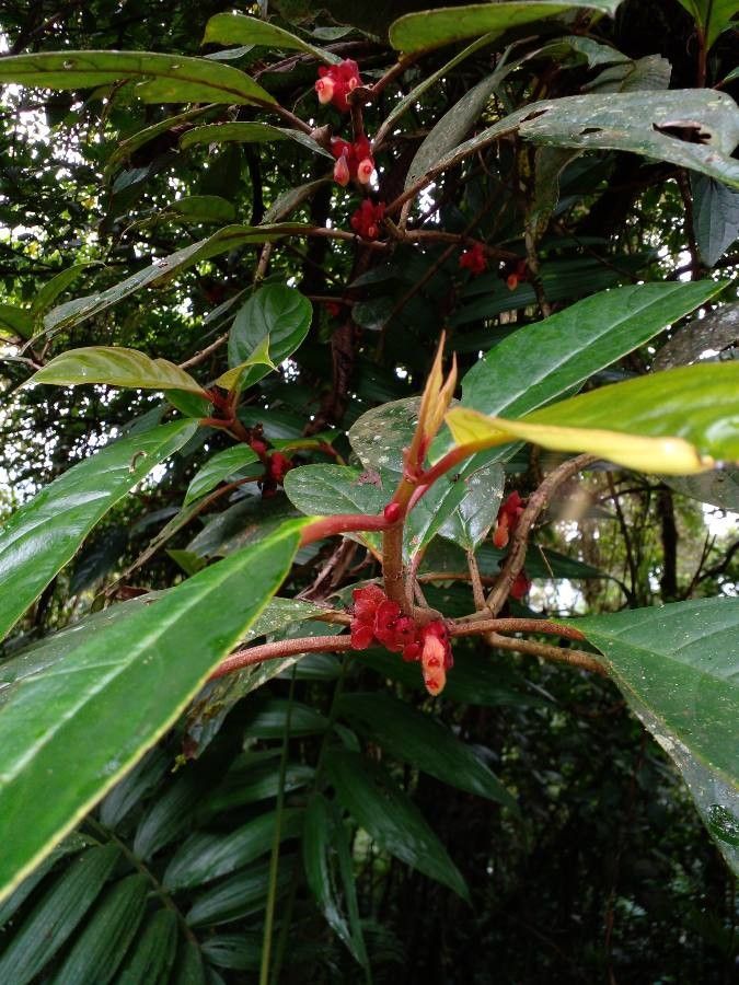 Drymonia coriacea — related species from the same genus