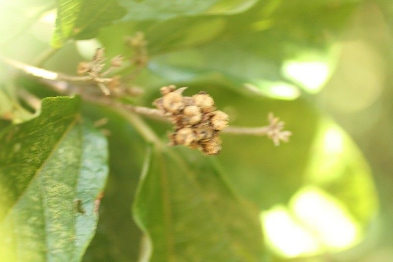 Dombeya punctata fruit
